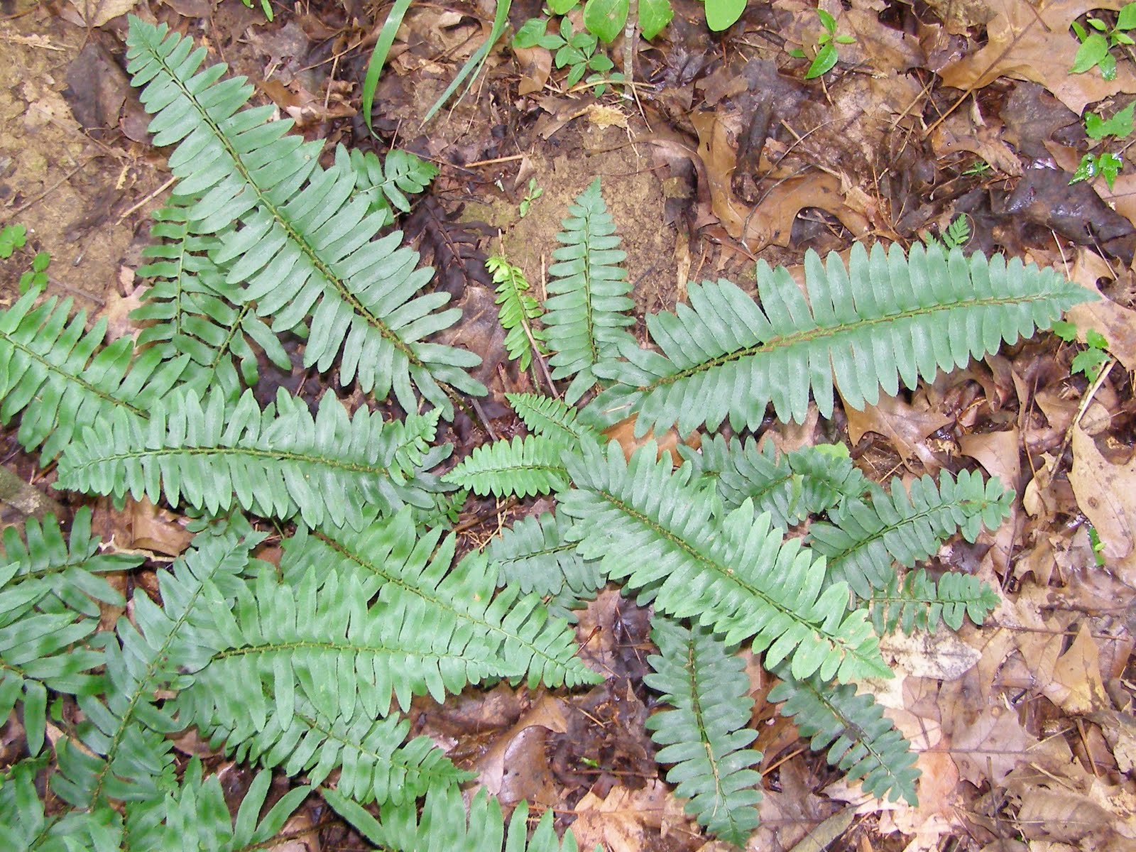 Blue Jay Barrens Christmas Fern