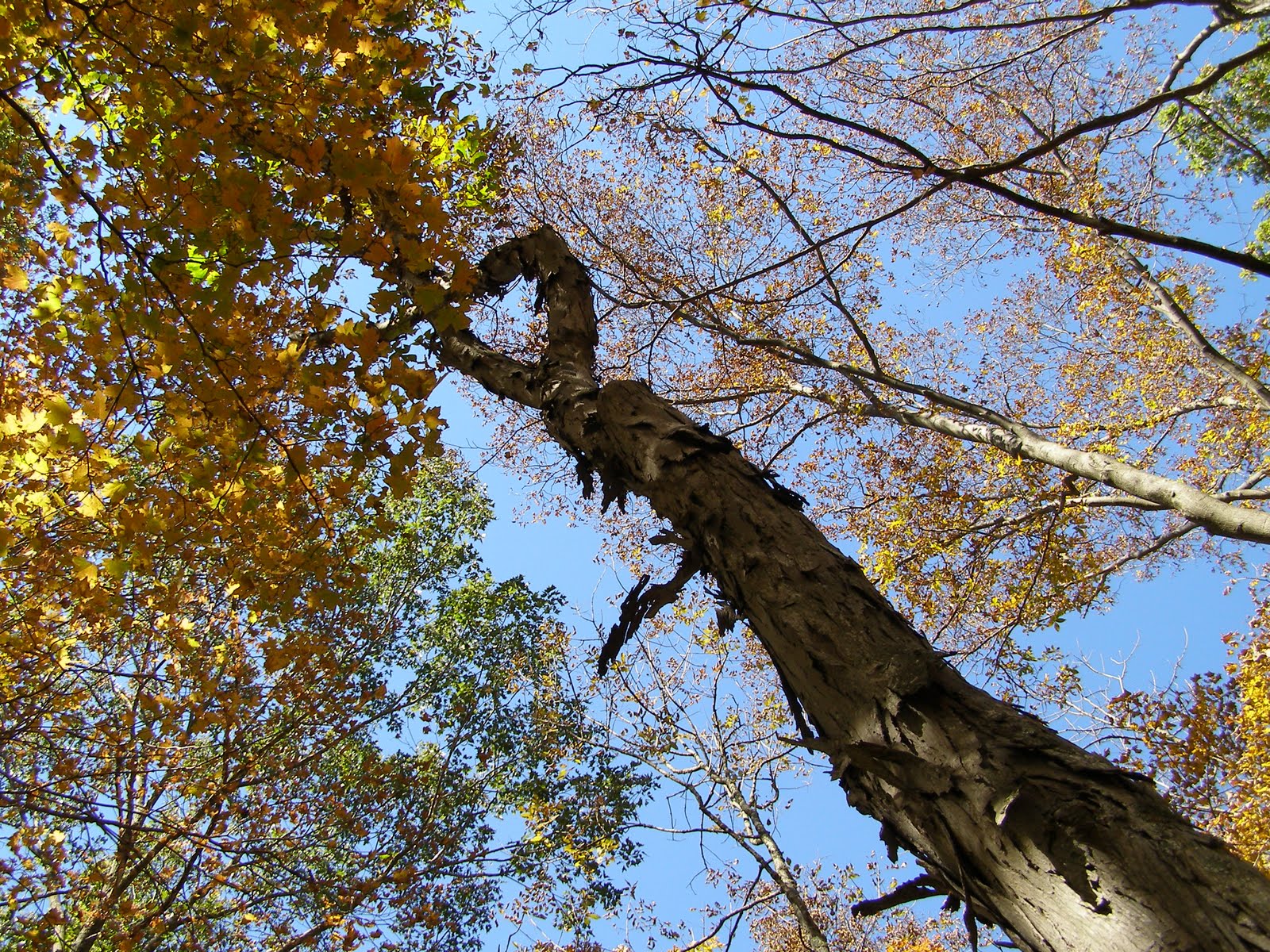 Blue Jay Barrens Shagbark Hickory