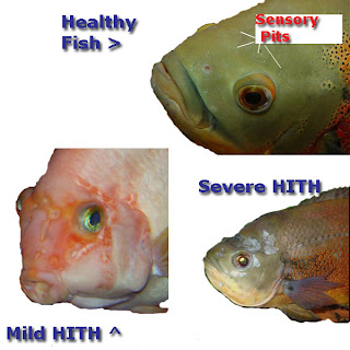 Examples of hole in the head in fish, HITH, sensory pits
