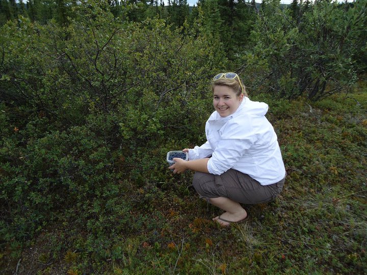 Fairbanks Alaska Public Lands Information Center One berry, two berry, red berry, BLUEBERRY!