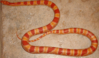Snakes: Proper Care and Feeding of Ruby