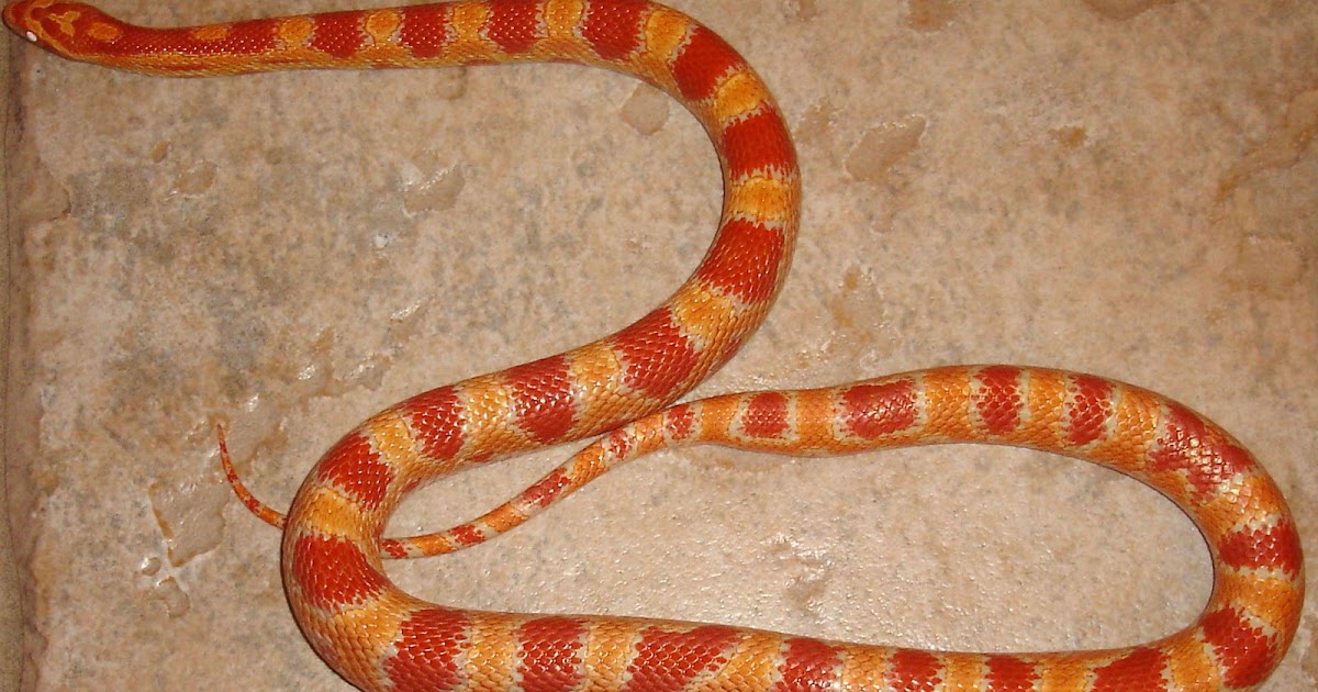 Snakes: Proper Care and Feeding of Ruby