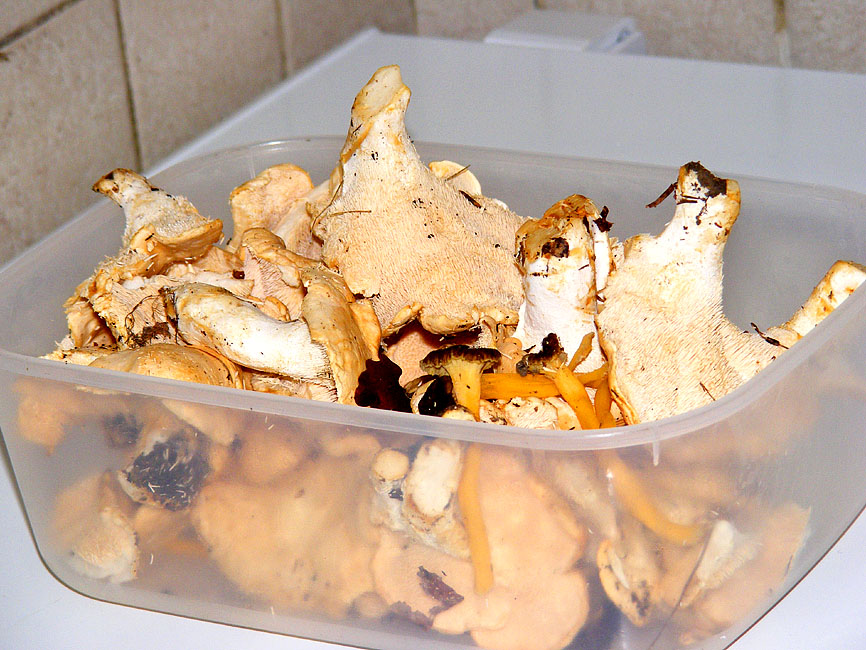 Days on the Claise Hedgehog Mushrooms