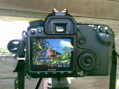 Canon 40D LiveView