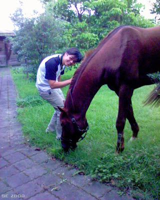 小馬與馬。