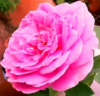 [Charlie+Chaplin.jpg]