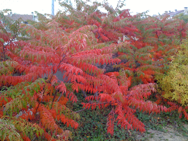 Ficha de zumaque o rustifina (Rhus typhina)