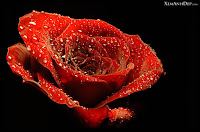 Bunga Mawar Rawa Belong
