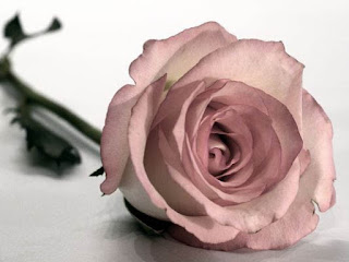 Bunga Mawar untuk Valentine