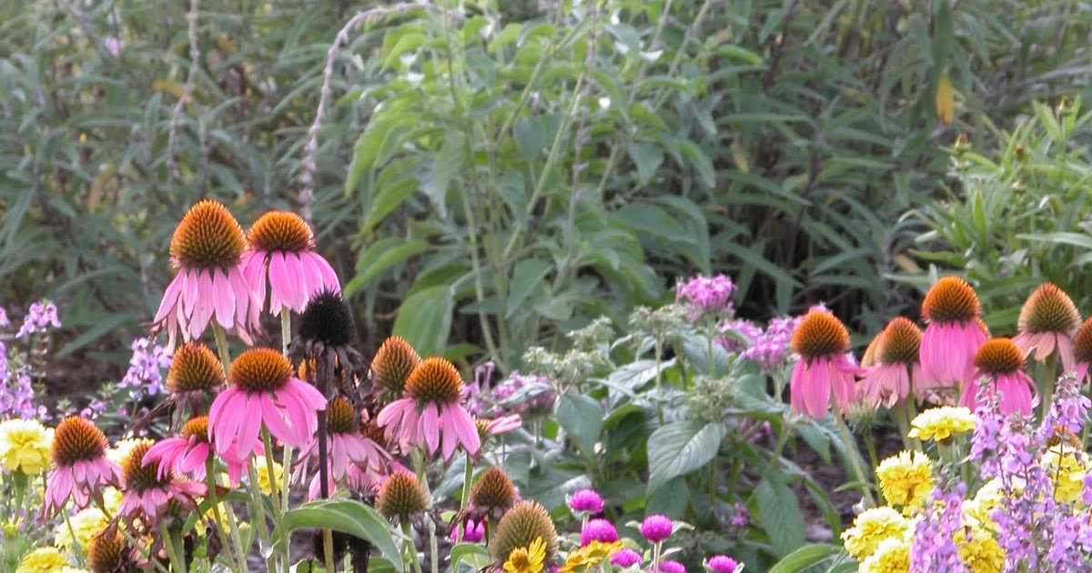 Orange Explains It All Butterfly Bush Versus Native Hyssop In