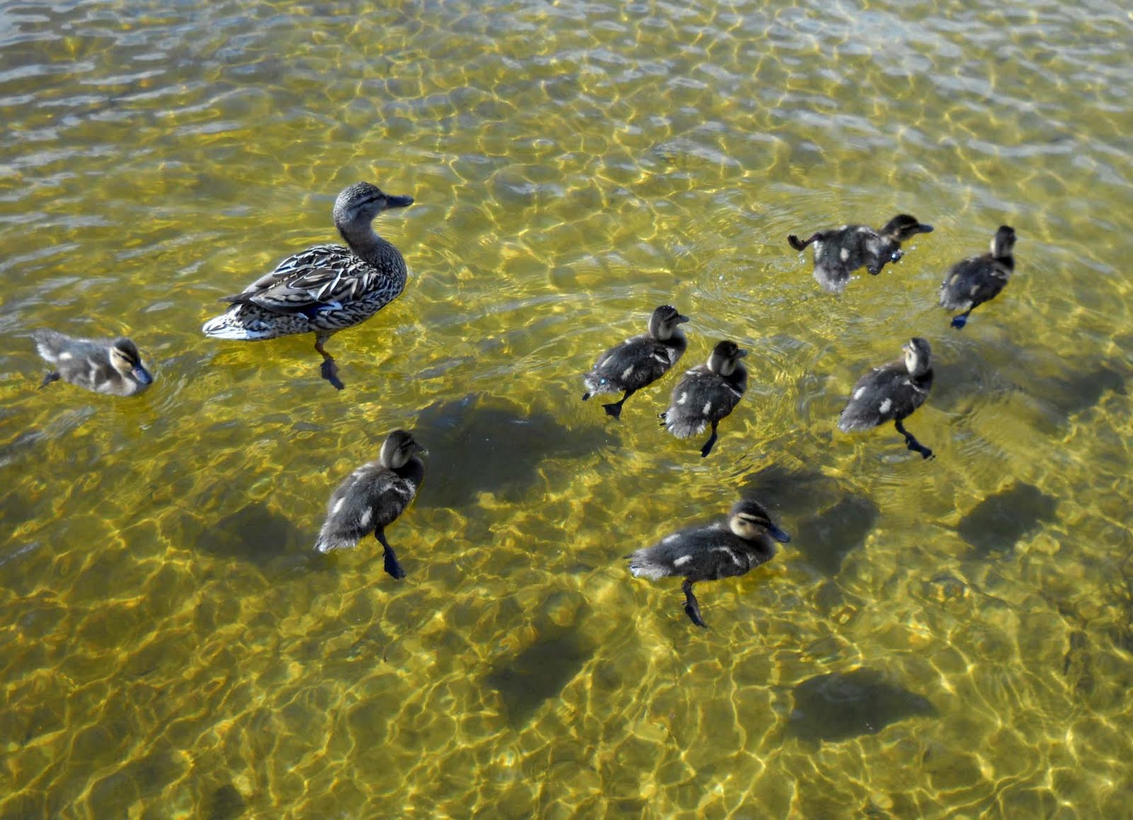 Duck Family Going for a Swim Blissful Solitary Wanderings