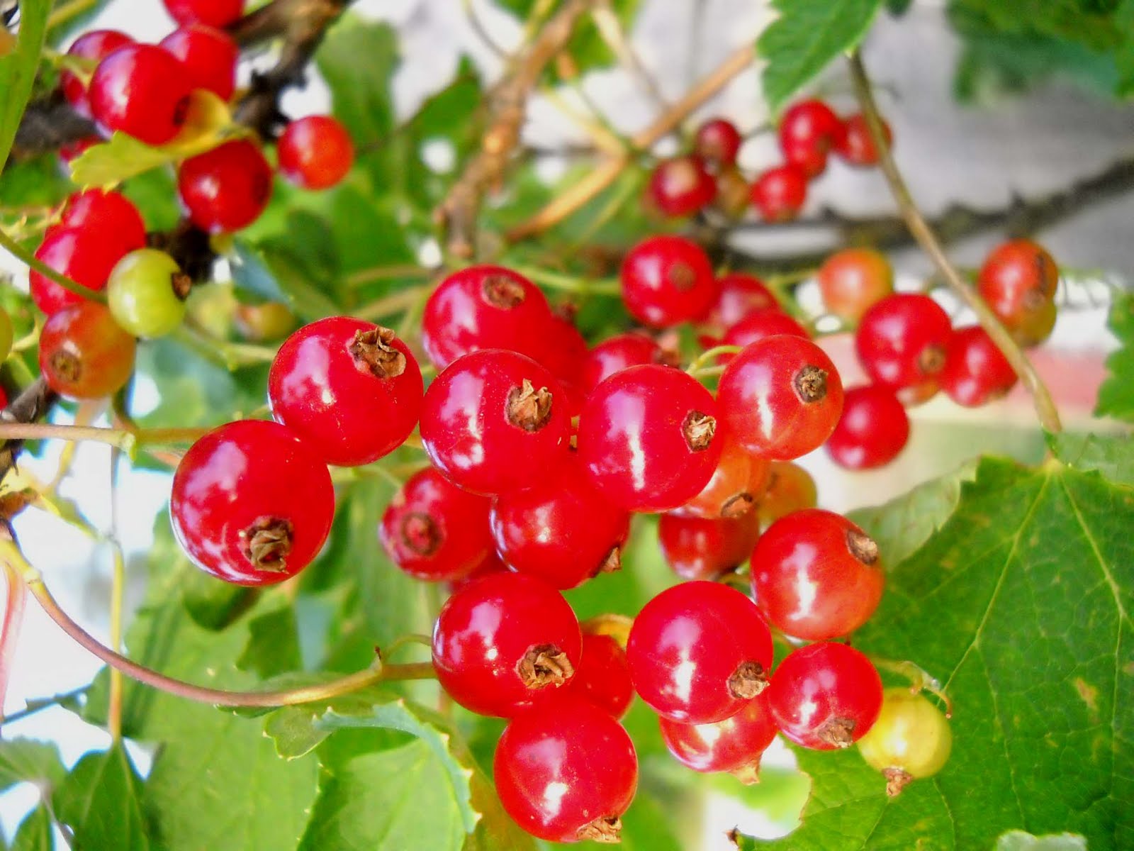 red currants sainsburys