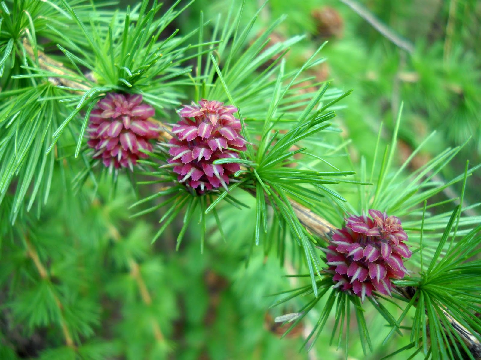 My Nature Photography Larch Tree Cones