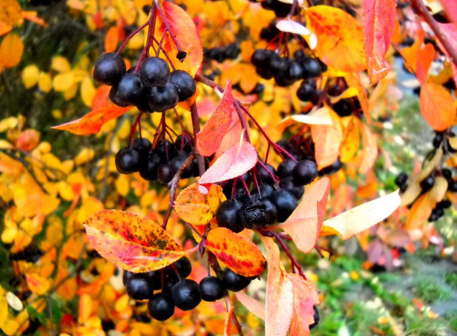 Арония черноплодная (Aronia melanocarpa)