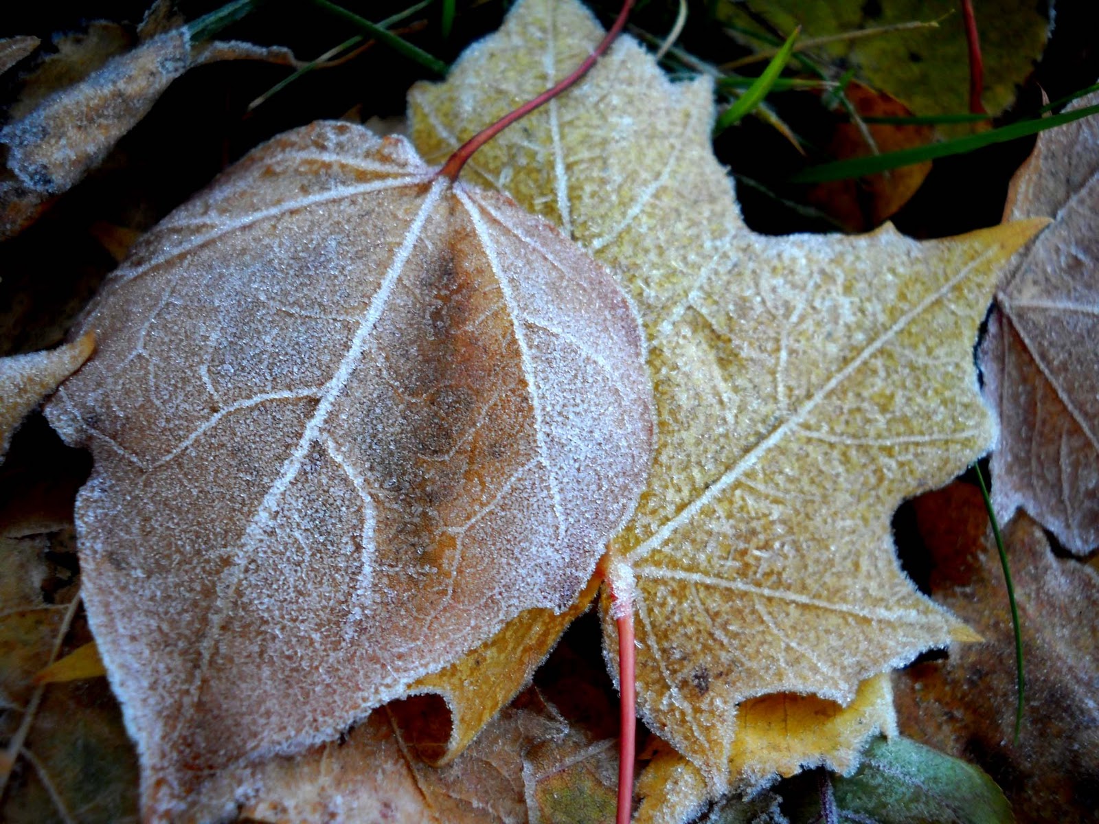 My Nature Photography Frosted Fallen Leaves