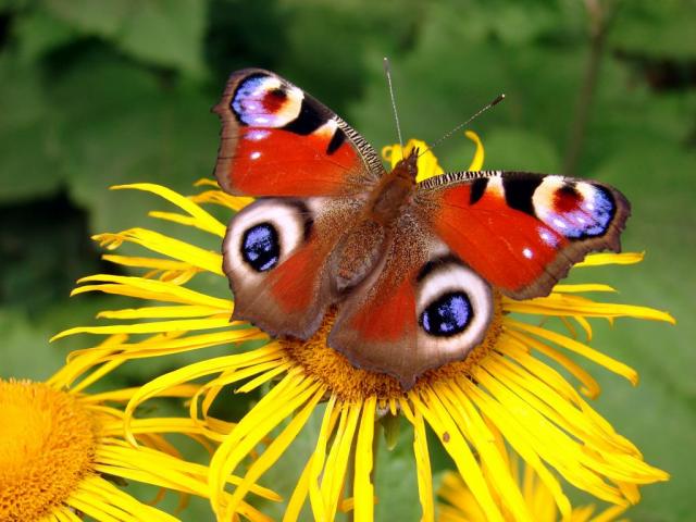 Pentru bloggerul din tine