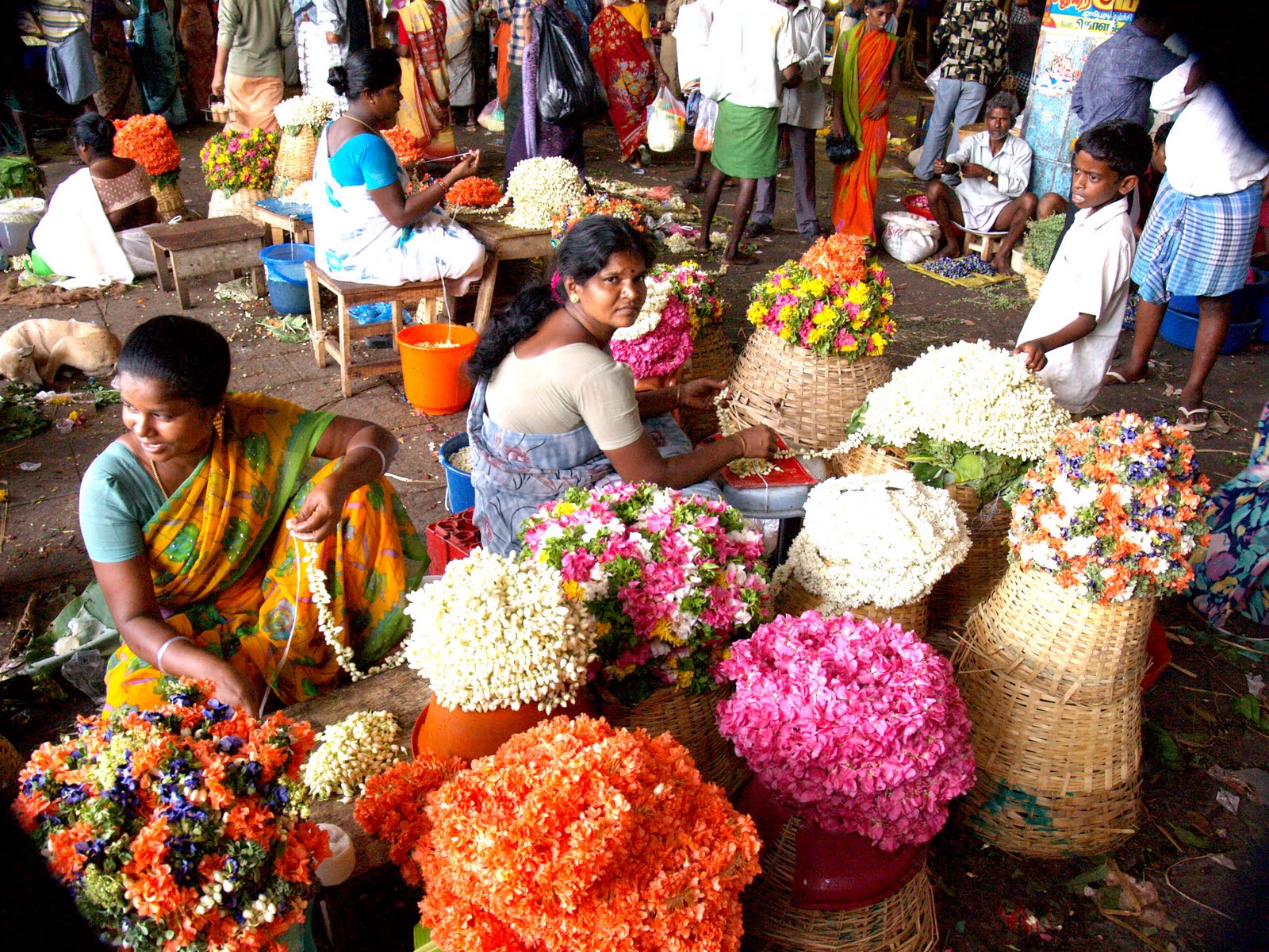 PETER in Chennai, India soaking in the colorful fragrance ) , Flower
