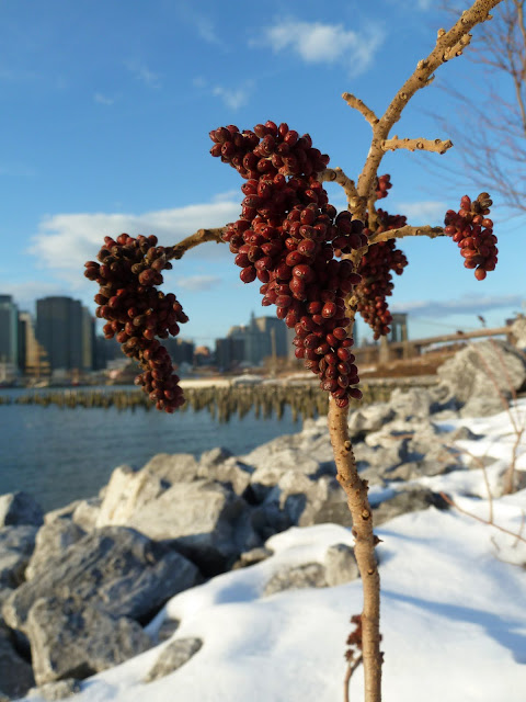 Smooth Sumac berries, Brooklyn Bridge Park