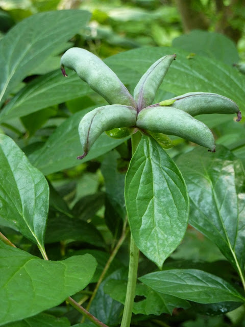 Paeonia obovata seed heads