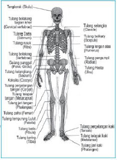 Mengapa Tulang Disebut Sebagai Alat Gerak Pasif Cara Golden