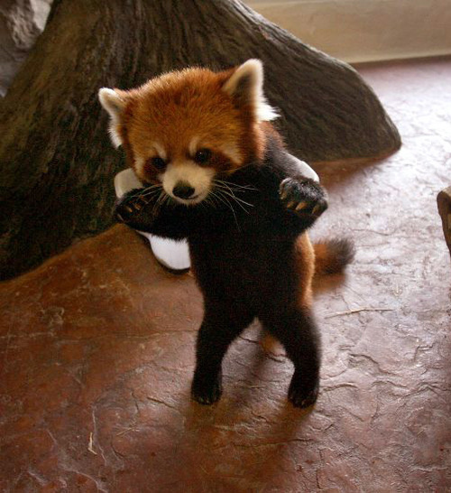 danger-baby-red-panda-28656-12.jpg