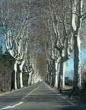 Plantanes Along D-96, France