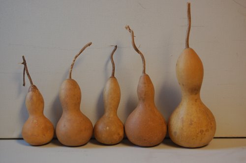 [Peyote+Gourds1.jpg]