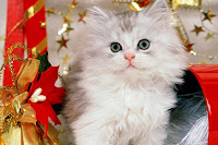 Christmas kittens Wallpapers
