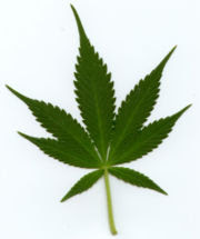 180px-Indica_leaf.jpg