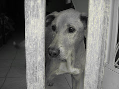 HISTORIA DE UN PERRO DE LA CALLE