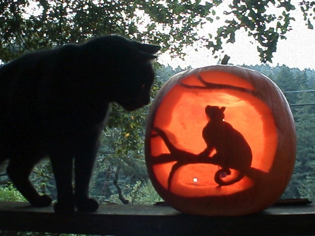 [HalloweenCat.JPG]