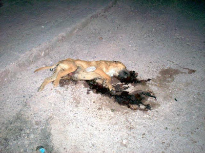 perro%2520atropellado.jpg