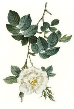 [Rosa-Albaflore_rov.jpg]