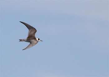 Black Tern by Max Silverman