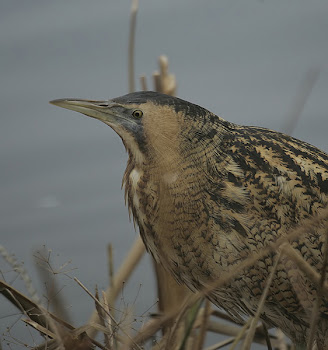 Bittern by Dave Hutton