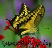 Met. Monday – Guest Post by Kathysue