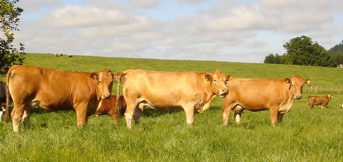 [Gelbvieh 2yo cows.jpg]