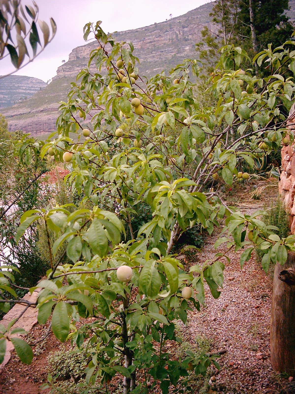 [MELOCOTONERO+3.JPG]