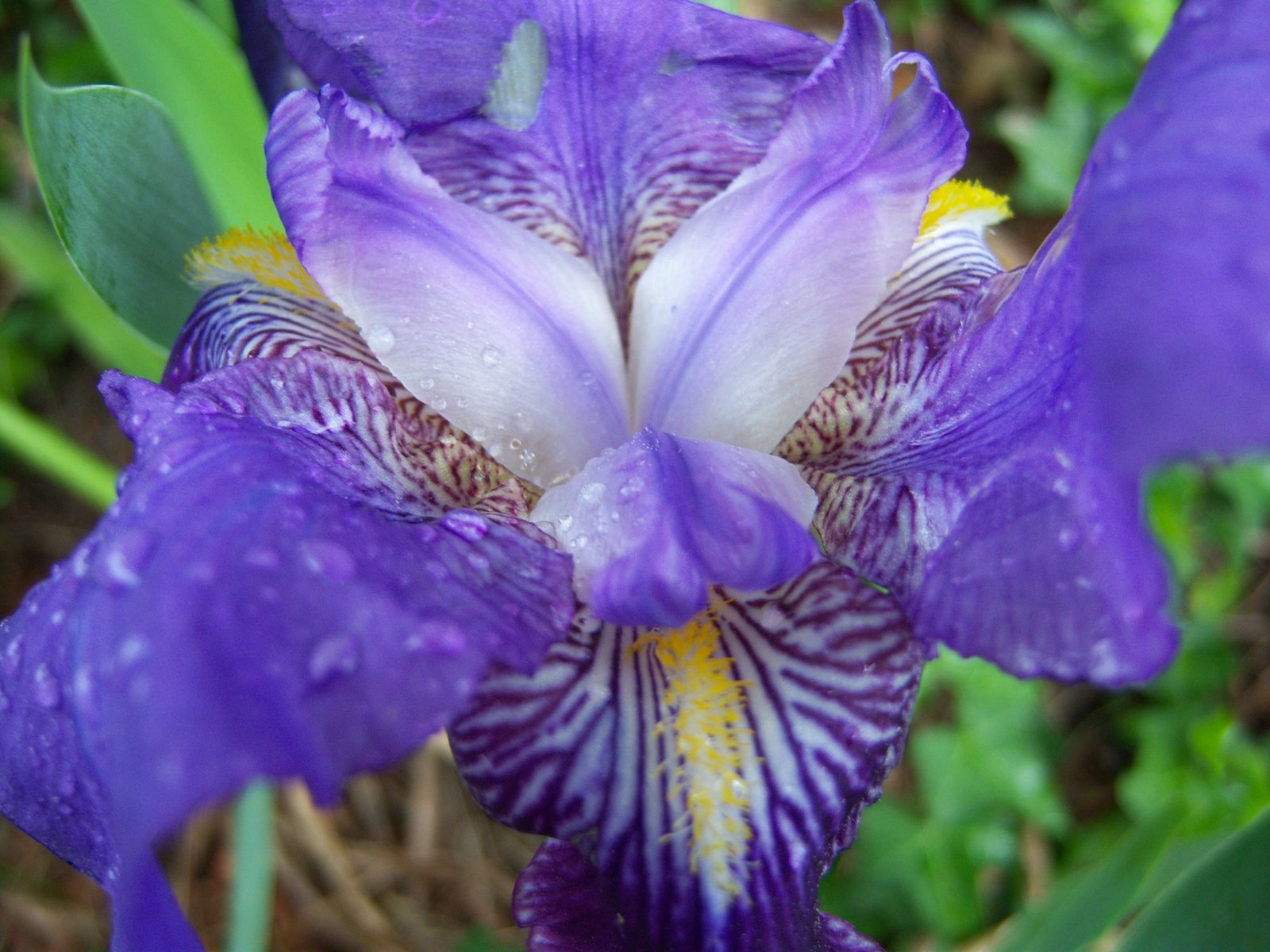 [Iris+germanica.JPG]