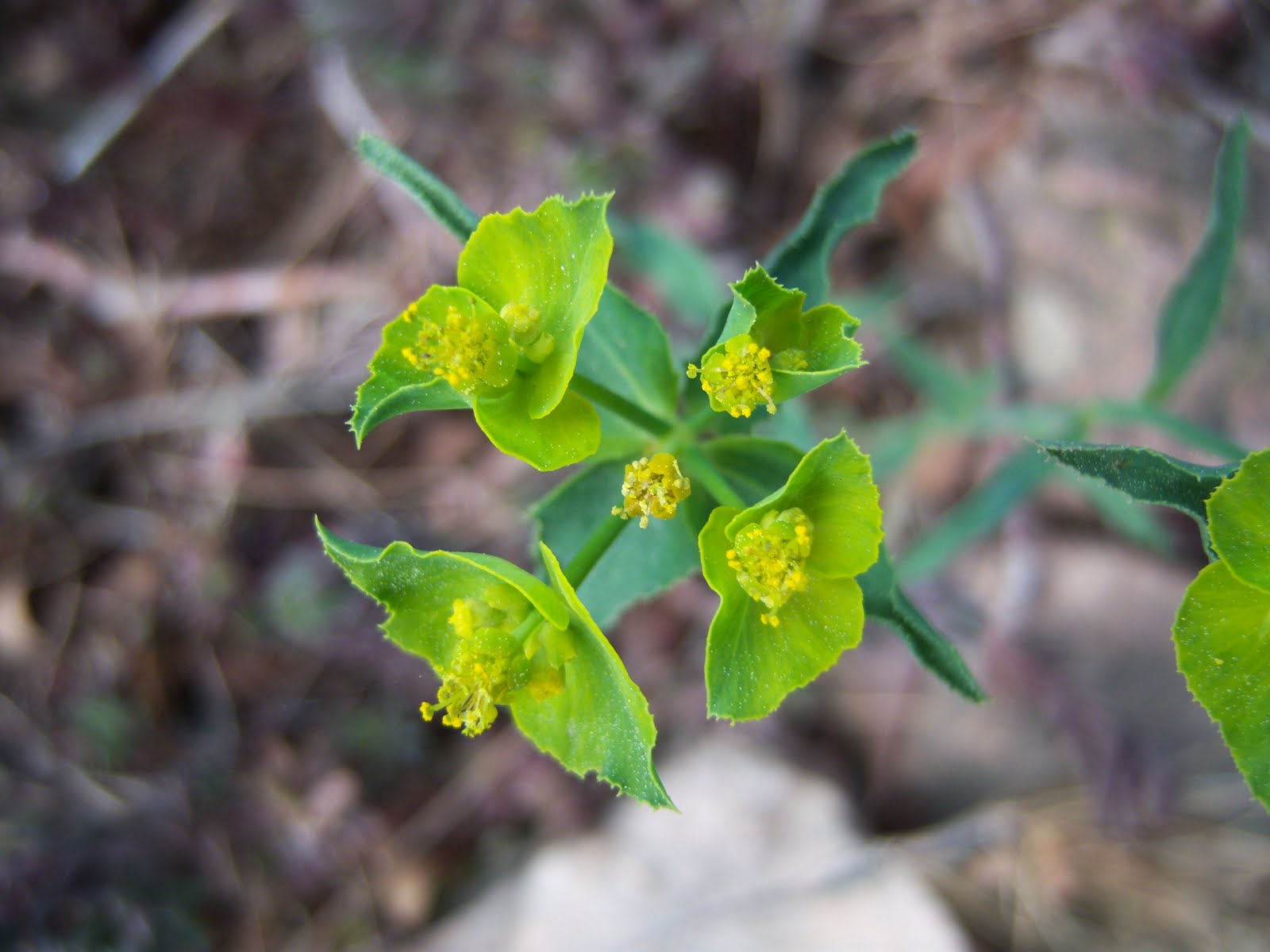 [Euphorbia+serrata+2.JPG]