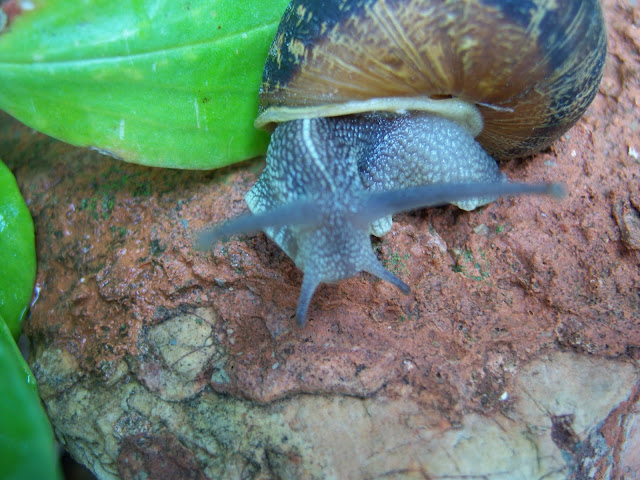 Caracol - BOTÀNIC SERRAT