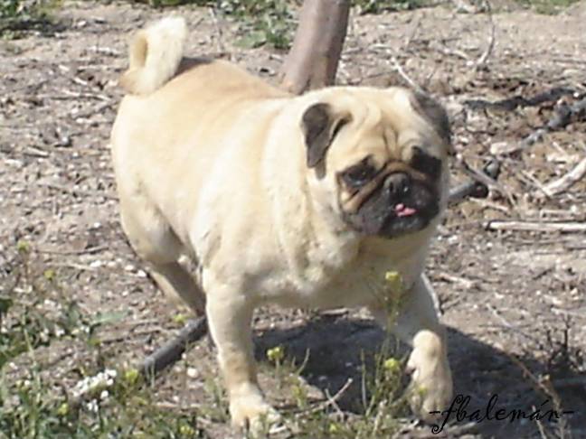 INDICE de Blog de Francisco Blanco Alemán