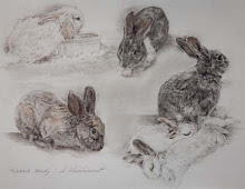 Rabbit Study