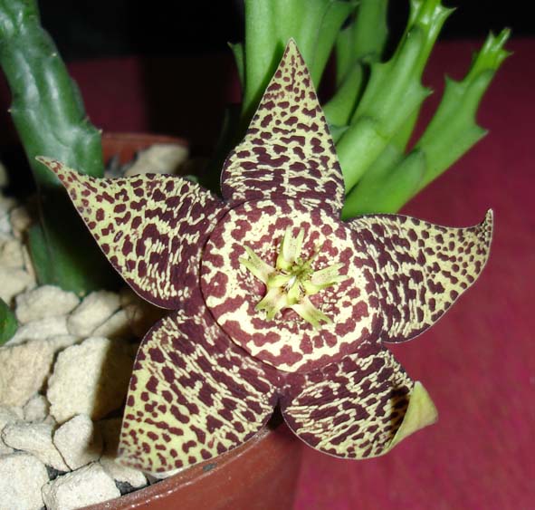 [orbea+variegata.jpg]