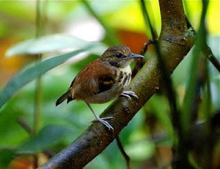 Spotted Antbird Female