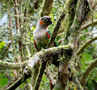 White-Breasted Parakeet