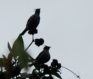 Red-Crested Cotinga