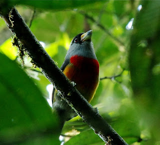 Toucan Barbet