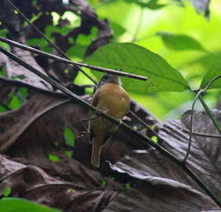 Ruddy-Tailed Flycatcher