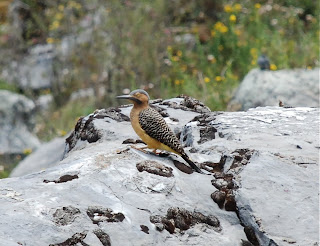 Andean Flicker